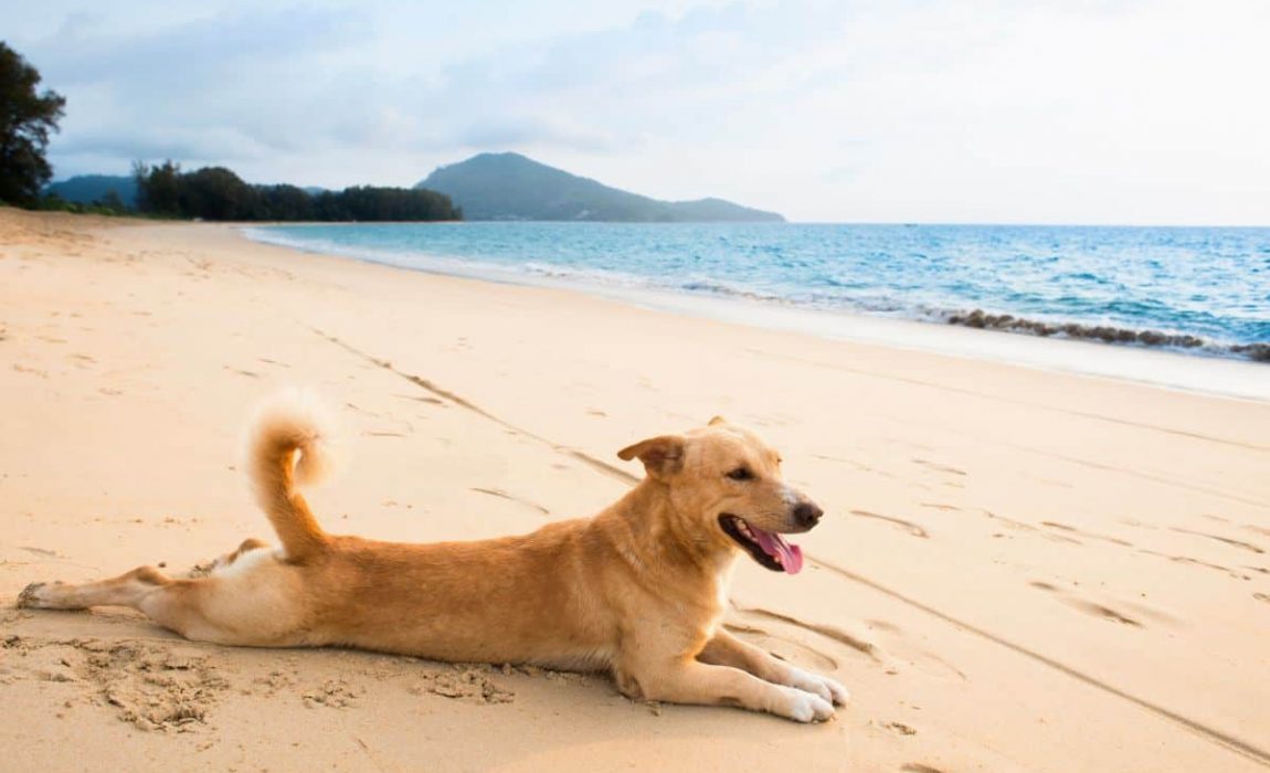 pet relocation to Panama