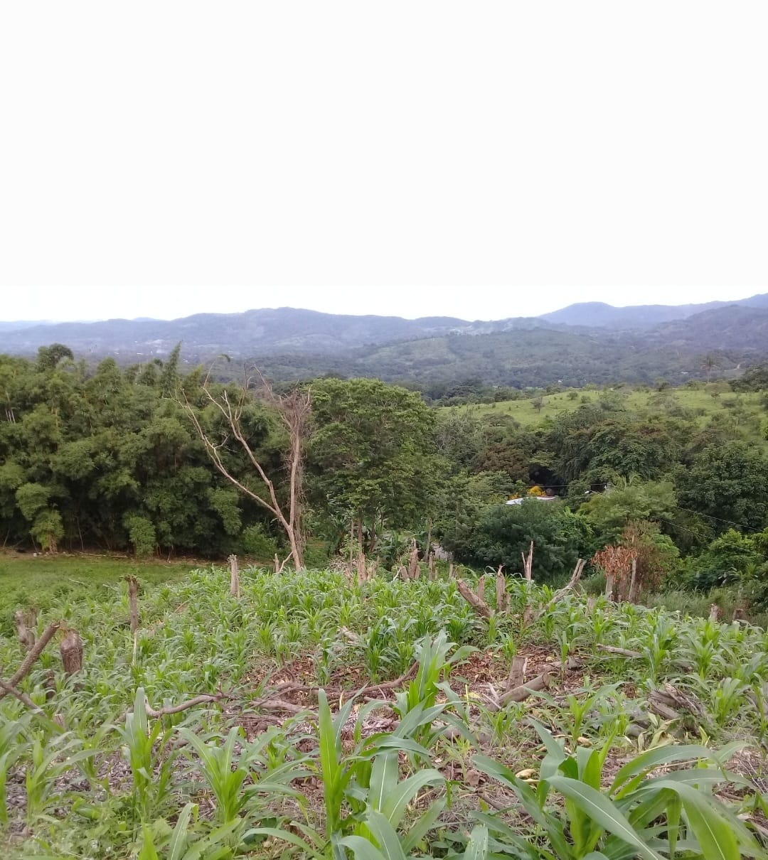 mountain property for sale in Capira, Panama
